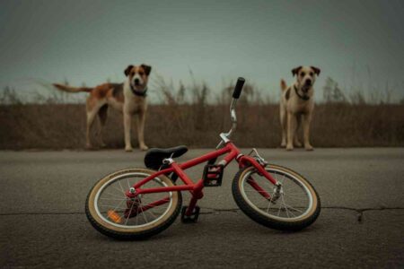 Un vélo d’enfant abandonné au sol devant deux chiens, image symbolique d’une attaque à Milhaud dans le Gard.