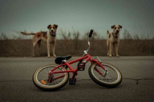 Milhaud : un enfant de 7 ans et son père déchirés par deux chiens errants plaies béantes, fracture et enquête en cours Un vélo d’enfant abandonné au sol devant deux chiens, image symbolique d’une attaque à Milhaud dans le Gard.