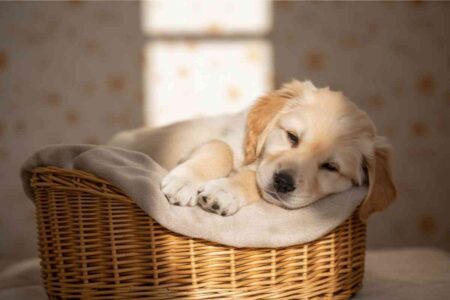 Chiot endormi dans un panier en osier, symbole de la vision idéalisée et attendrissante de l’adoption.