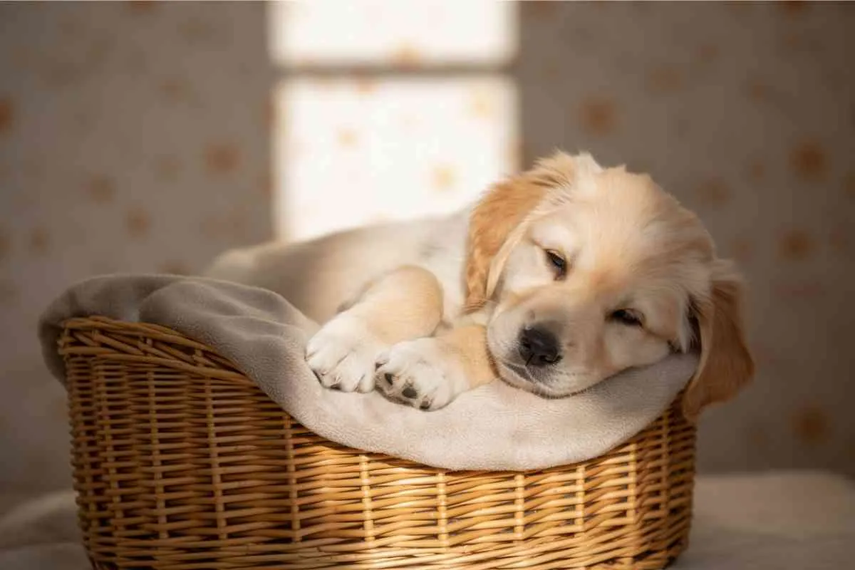 Chiot endormi dans un panier en osier, symbole de la vision idéalisée et attendrissante de l’adoption.