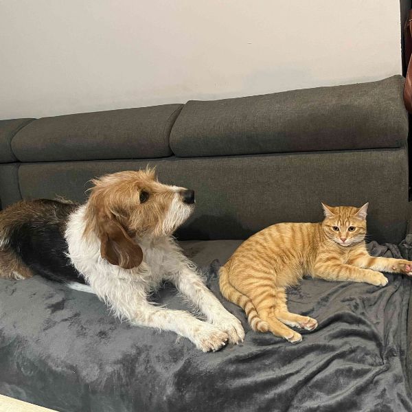 Un chien et un chat allongés côte à côte sur un canapé