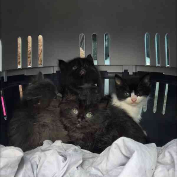 Quatre chatons noirs et noir et blanc blottis ensemble dans une caisse de transport, après leur sauvetage par les gendarmes et la SPA.