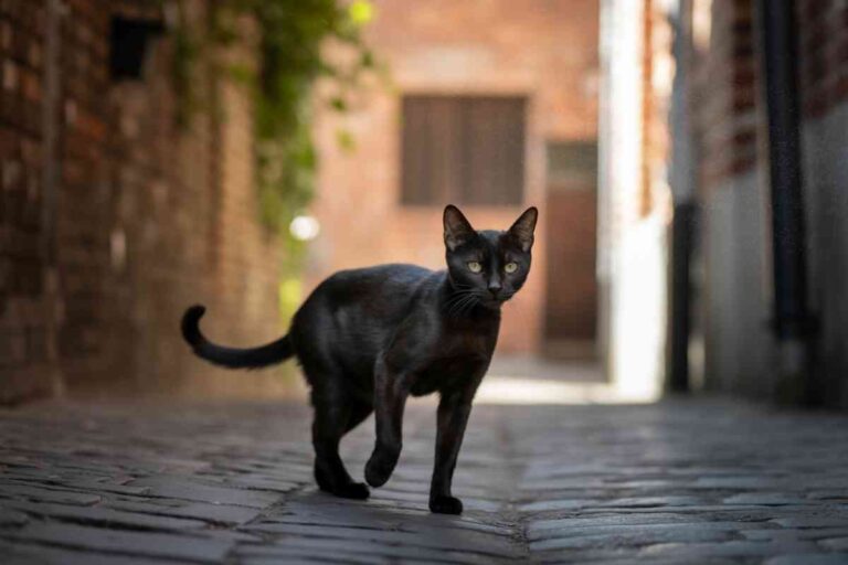 Chat errant noir marchant seul dans une ruelle pavée, symbole de la précarité des animaux invisibles en ville.