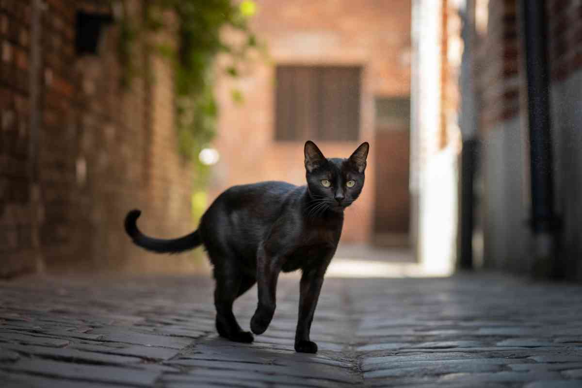 Chat errant noir marchant seul dans une ruelle pavée, symbole de la précarité des animaux invisibles en ville.