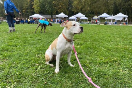 Un chien équipé d’un harnais de canicross attend son départ sur une pelouse, relié à son maître par une longe élastique, lors d’une course à Arras.