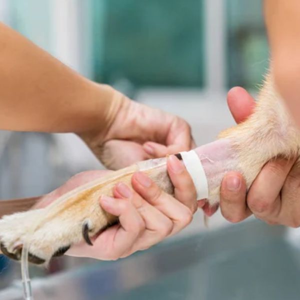 Don du sang animal à Montpellier : un geste vital… mais peut-on vraiment décider à la place de son chien ou de son chat ? 2 Un vétérinaire tient la patte d’un chien pendant un prélèvement de sang, image d’illustration du don du sang animal à Montpellier.