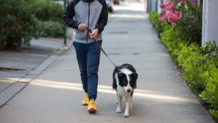 Un homme marche sur un trottoir à Luc-sur-Orbieu avec son chien tenu en laisse, illustrant les nouvelles règles municipales interdisant les chiens en liberté après plusieurs incidents.