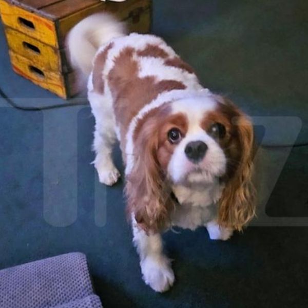 Henry, un Cavalier King Charles de 5 ans, tué lors d’une attaque de chiens à Atlanta, au cœur de l’affaire impliquant l’acteur Tyrese Gibson.