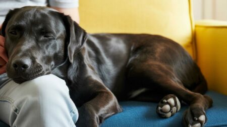 Ravel, le chien qui aide la justice à écouter : à Donville-les-Bains, la science s’invite dans la parole des enfants Chien d’assistance judiciaire allongé calmement, illustrant la bienveillance et le rôle apaisant des chiens dans la justice.