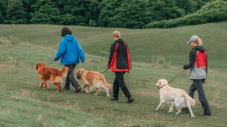 Des élèves du lycée agricole de Saint-Gervais-d’Auvergne promènent plusieurs chiens pendant leur formation canine consacrée au bien-être animal.