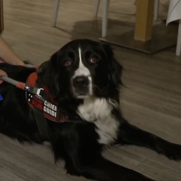 Chien guide d’aveugle portant son harnais, en formation pour accompagner un enfant non-voyant.