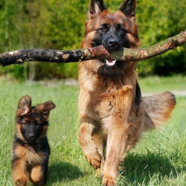 Un berger allemand adulte marche dans l’herbe avec un chiot à ses côtés, illustrant la relation naturelle entre générations animales face au débat sur le clonage.