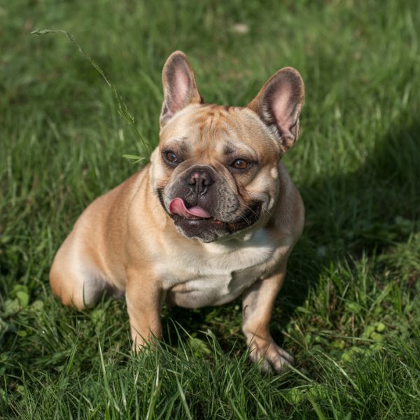 Bouledogue français assis sur l’herbe, observant son environnement, illustration d’un chien sujet à la coprophagie.