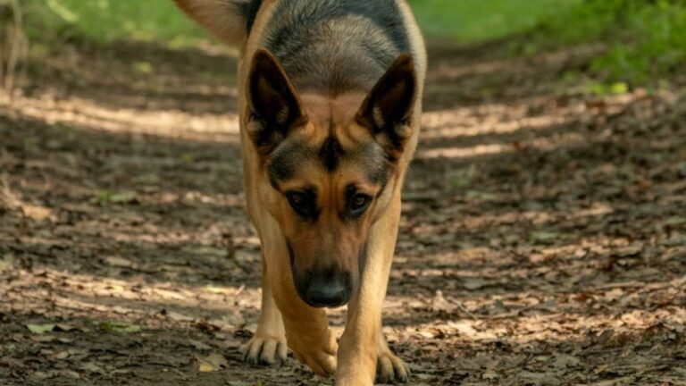 Un chien en pleine séance de mantrailing avance truffe au sol, concentré sur une piste olfactive, dans un chemin forestier. L’image illustre la discipline du pistage canin pratiquée à Belfort, où les binômes maîtres-chiens apprennent à retrouver des personnes disparues.