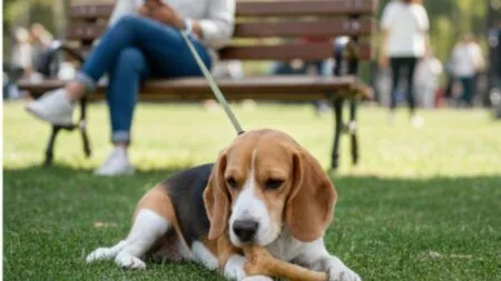 Illustration : Un chien Beagle est tranquillement couché aux pieds de sa maîtresse dans un parc, mâchouillant son jouet et ignorant les passants. Crédit photo : Planipets.
