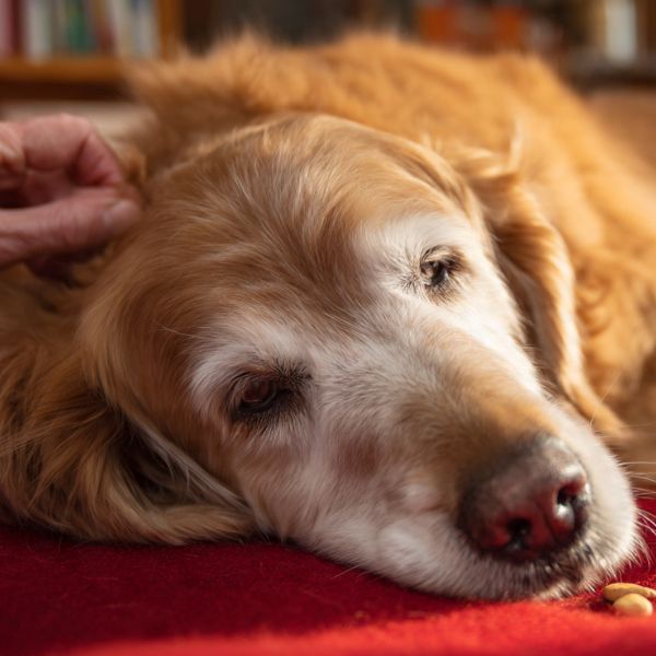 Illustration : Un Golden Retriever adulte est couché et détendu sur sa couverture, récompensé par une friandise pour son calme. Crédit photo : Planipets.