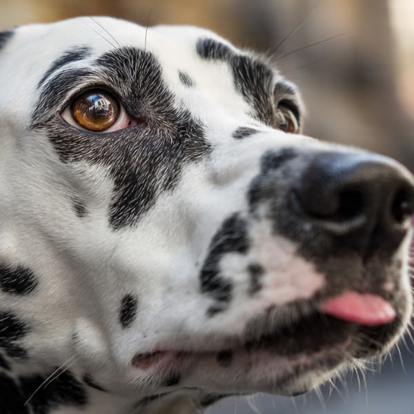 Illustration : Gros plan sur un Dalmatien léchant sa truffe et détournant le regard, signes subtils d'anxiété dans un environnement stimulant. Crédit photo : Planipets.