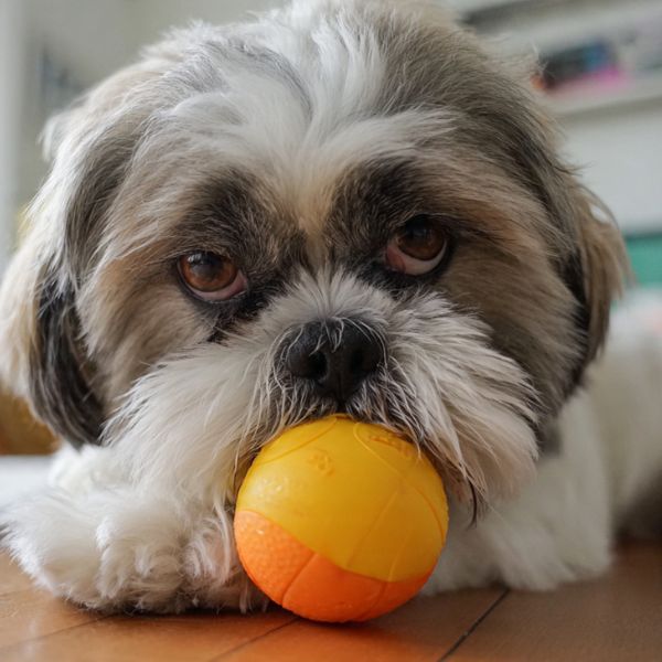 Illustration : Un chien Shih Tzu est occupé à mâchouiller un jouet interactif (type Kong) rempli de friandises, canalisant ainsi son stress. Crédit photo : Planipets.