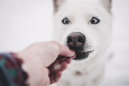 Friandises saines pour chien comment bien les choisir