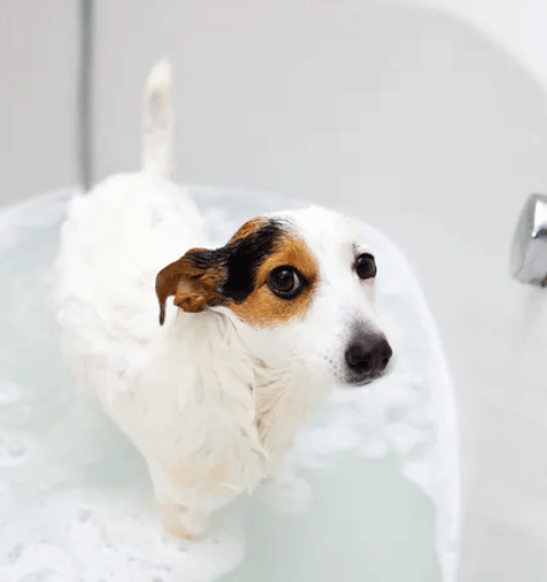 {{brizy_dc_image_alt imageSrc=