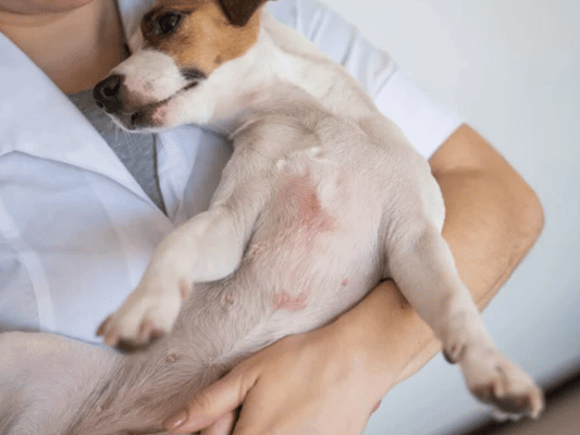 {{brizy_dc_image_alt imageSrc=