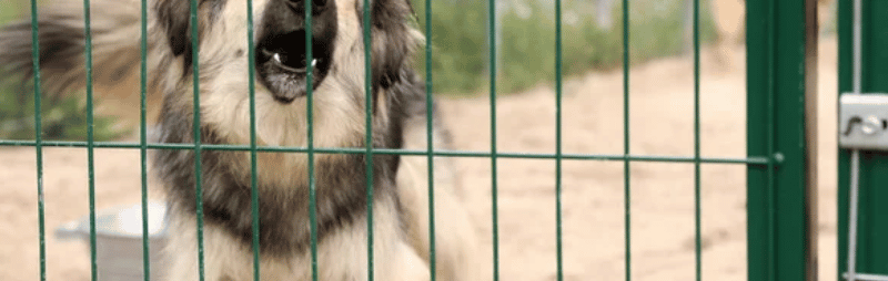 amendes propriétaires chiens