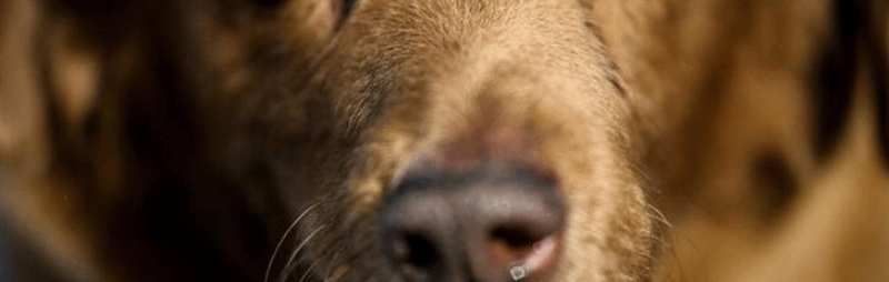 Bobi, « le plus vieux chien du monde », vient de fêter ses 31 ans - Le  Parisien