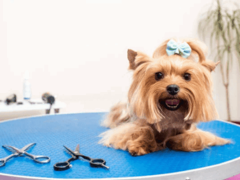 {{brizy_dc_image_alt imageSrc=