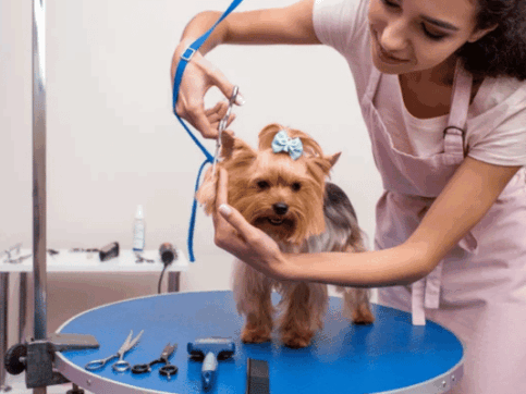 {{brizy_dc_image_alt imageSrc=