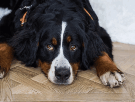 {{brizy_dc_image_alt imageSrc=