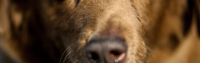 Bobi chien le plus vieux du monde