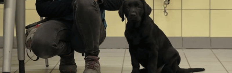 Handi'chiens Val de Loire