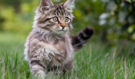 Jusqu’où va vraiment le territoire de votre chat ? (et pourquoi il le défend autant)