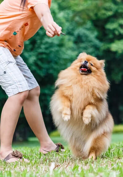 {{brizy_dc_image_alt imageSrc=