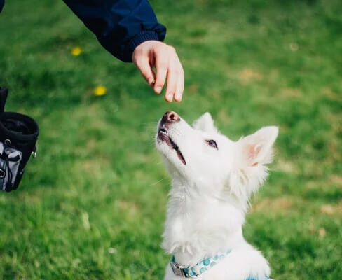 Comportementaliste canin Charleroi