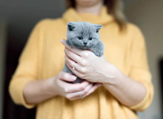 comportementaliste chat Fontainebleau