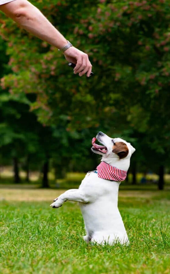 Comportementaliste canin Rezé
