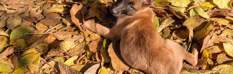 chien de race malinois secouru par les pompiers