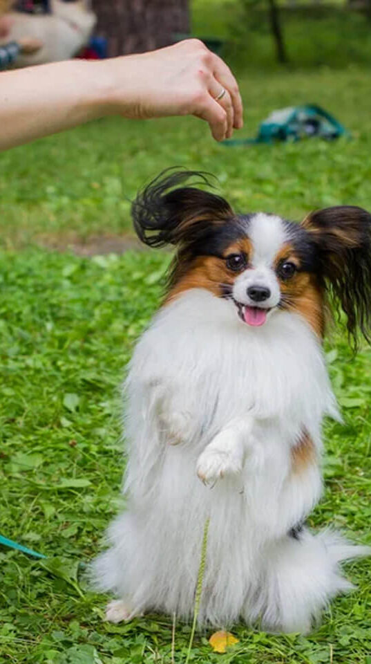 {{brizy_dc_image_alt imageSrc=