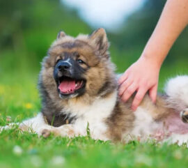 {{brizy_dc_image_alt imageSrc=