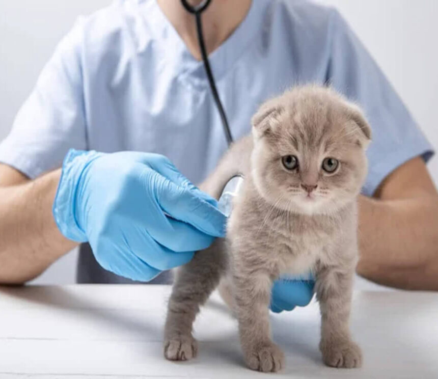 Maladies de chat les plus courantes Prenez soin de vos chats