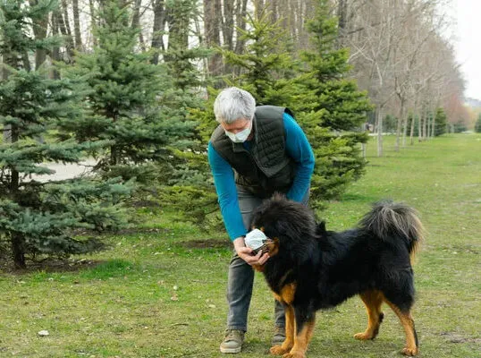 éducateur canin à Savigny-le-Temple