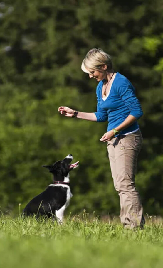 Comportementaliste canin Rezé