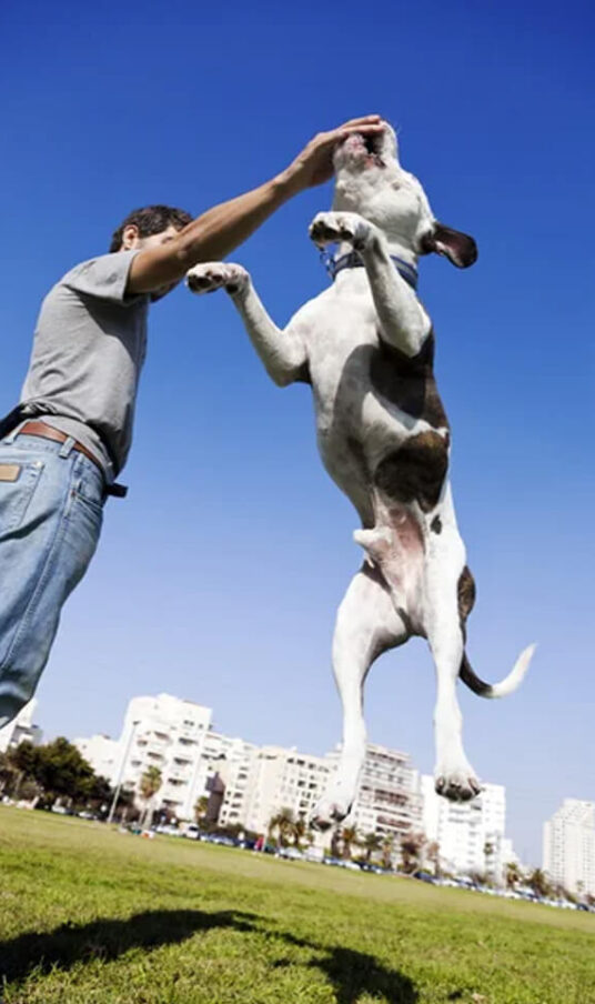 Comportementaliste canin Rezé