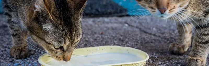 donner du lait à son chat