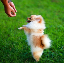 {{brizy_dc_image_alt imageSrc=