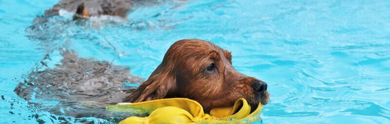 piscine pour chiens