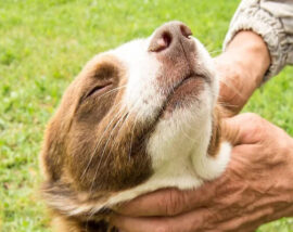 {{brizy_dc_image_alt imageSrc=