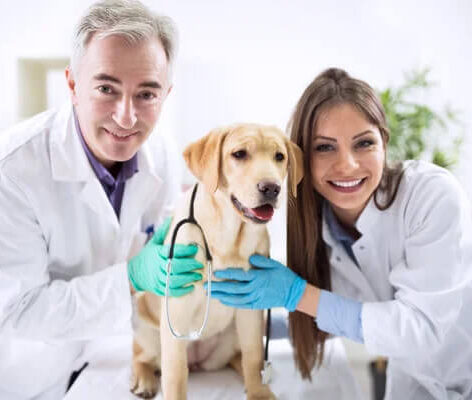 ostéopathe canin à Sucé-sur-Erdre