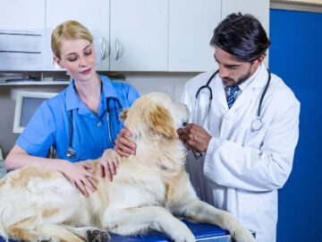 ostéopathe canin à Sucé-sur-Erdre